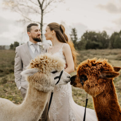 Hochzeitsshooting mit Alpakas